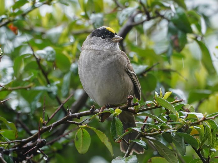 Golden-crowned Sparrow