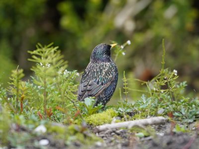 European Starling in the grass