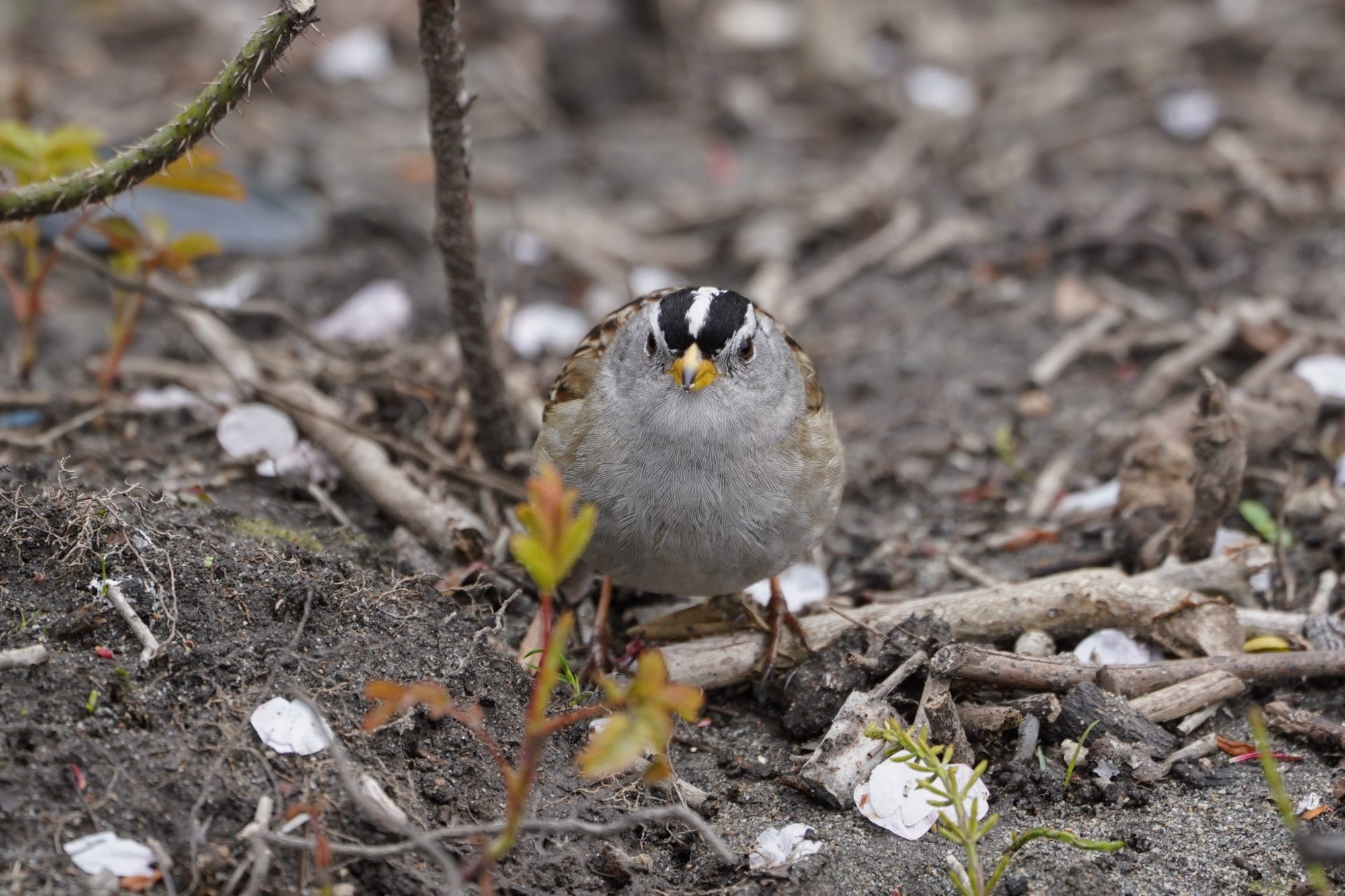White-crowned Sparrow