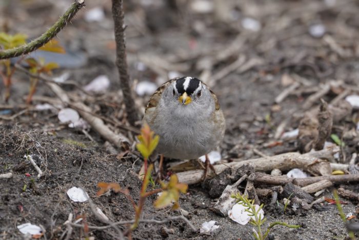 White-crowned Sparrow
