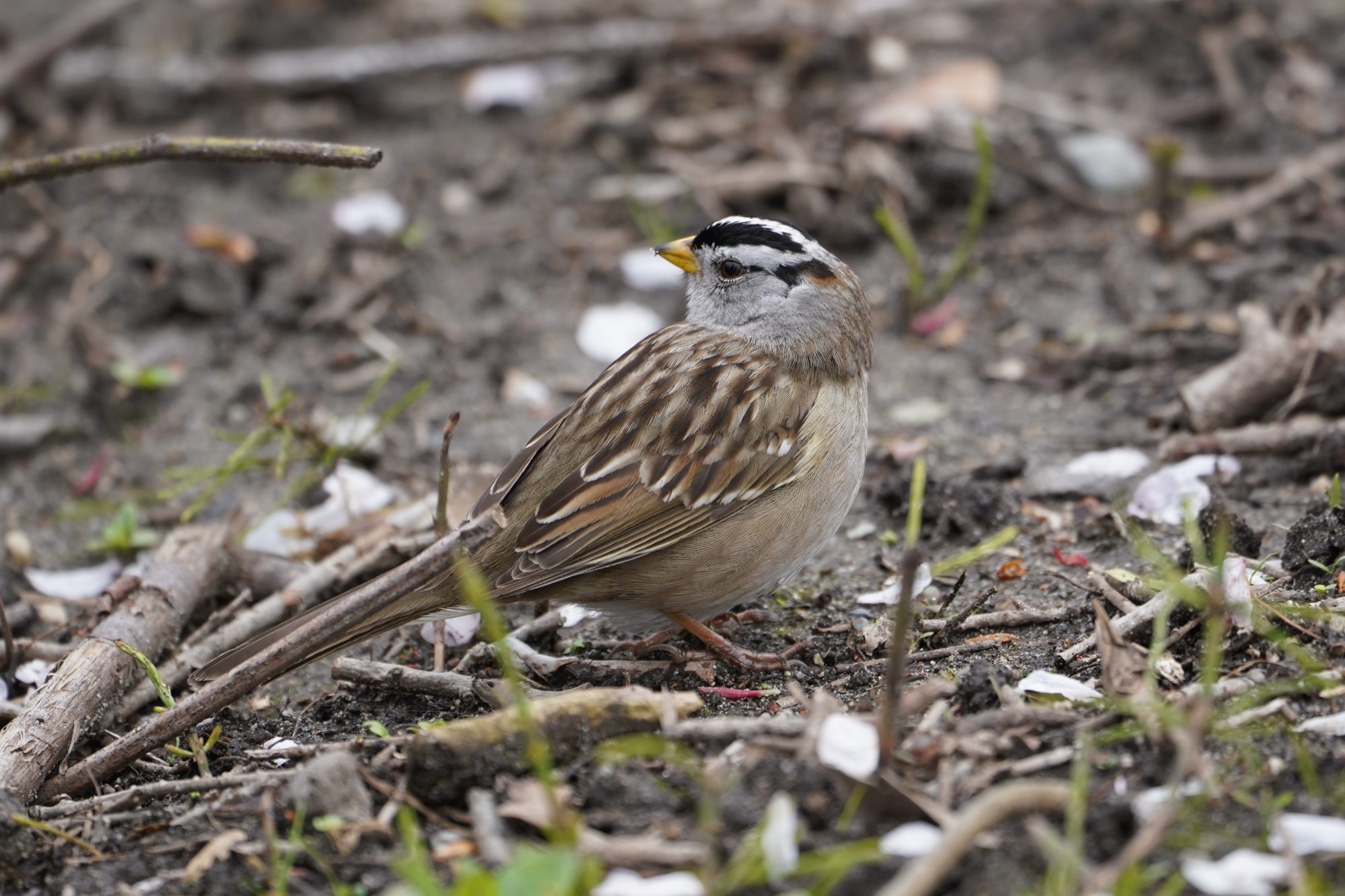 White-crowned Sparrow