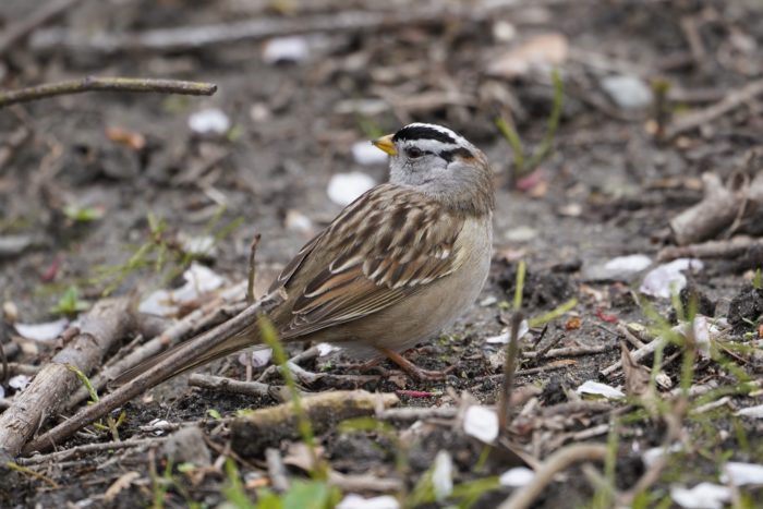 White-crowned Sparrow