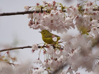 Orange-crowned Warbler