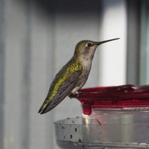 Anna's Hummingbird