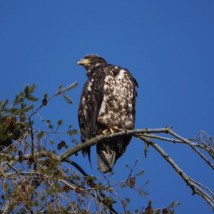 Bald Eagle juvenile