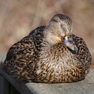 Mallard Duck, female