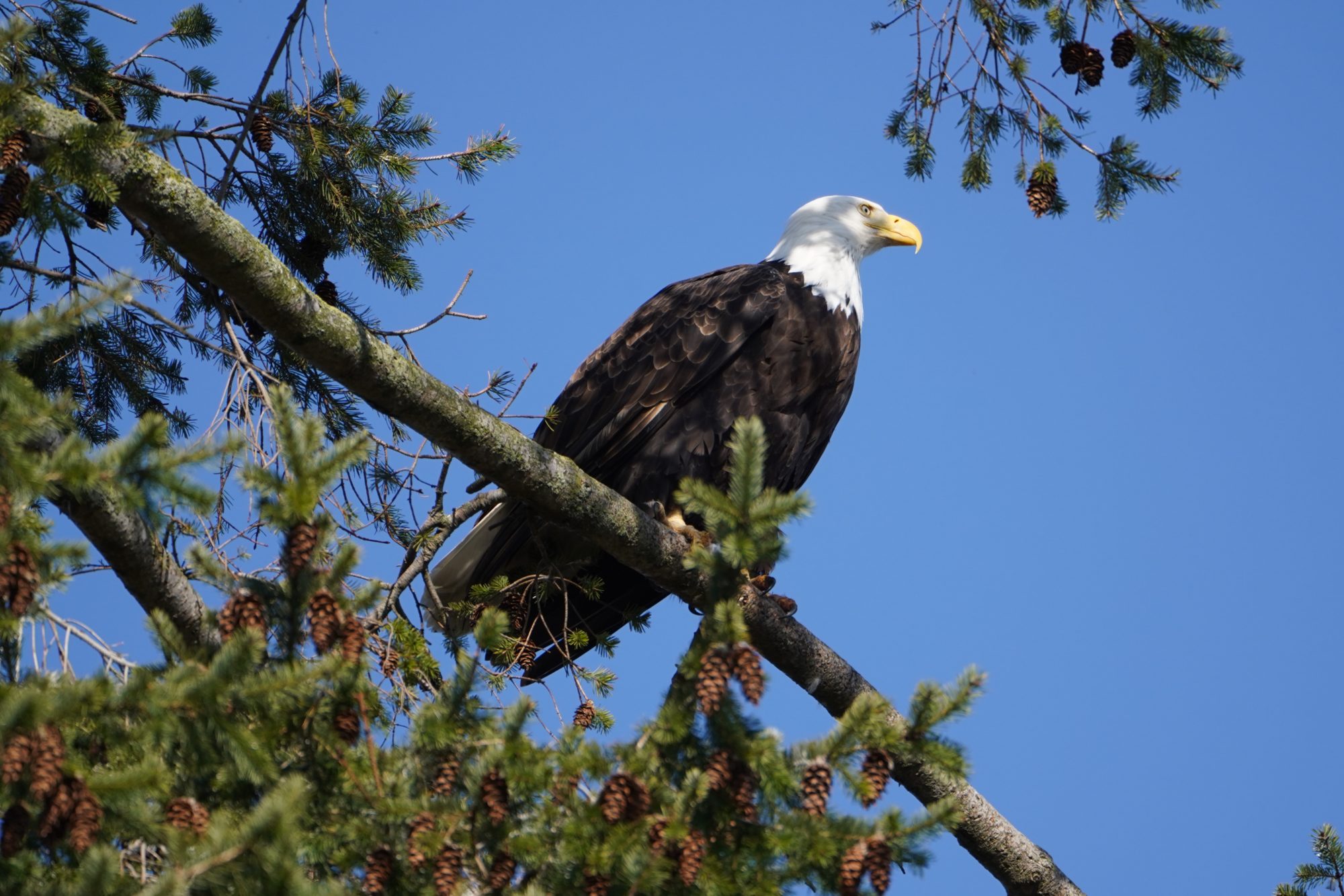 Bald Eagle