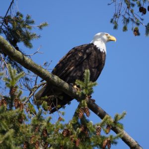 Bald Eagle