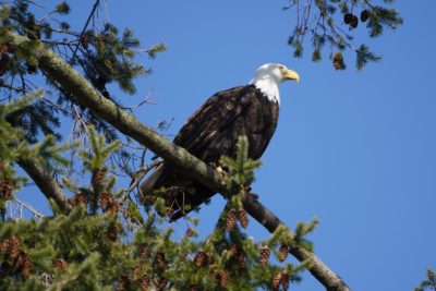 Bald Eagle