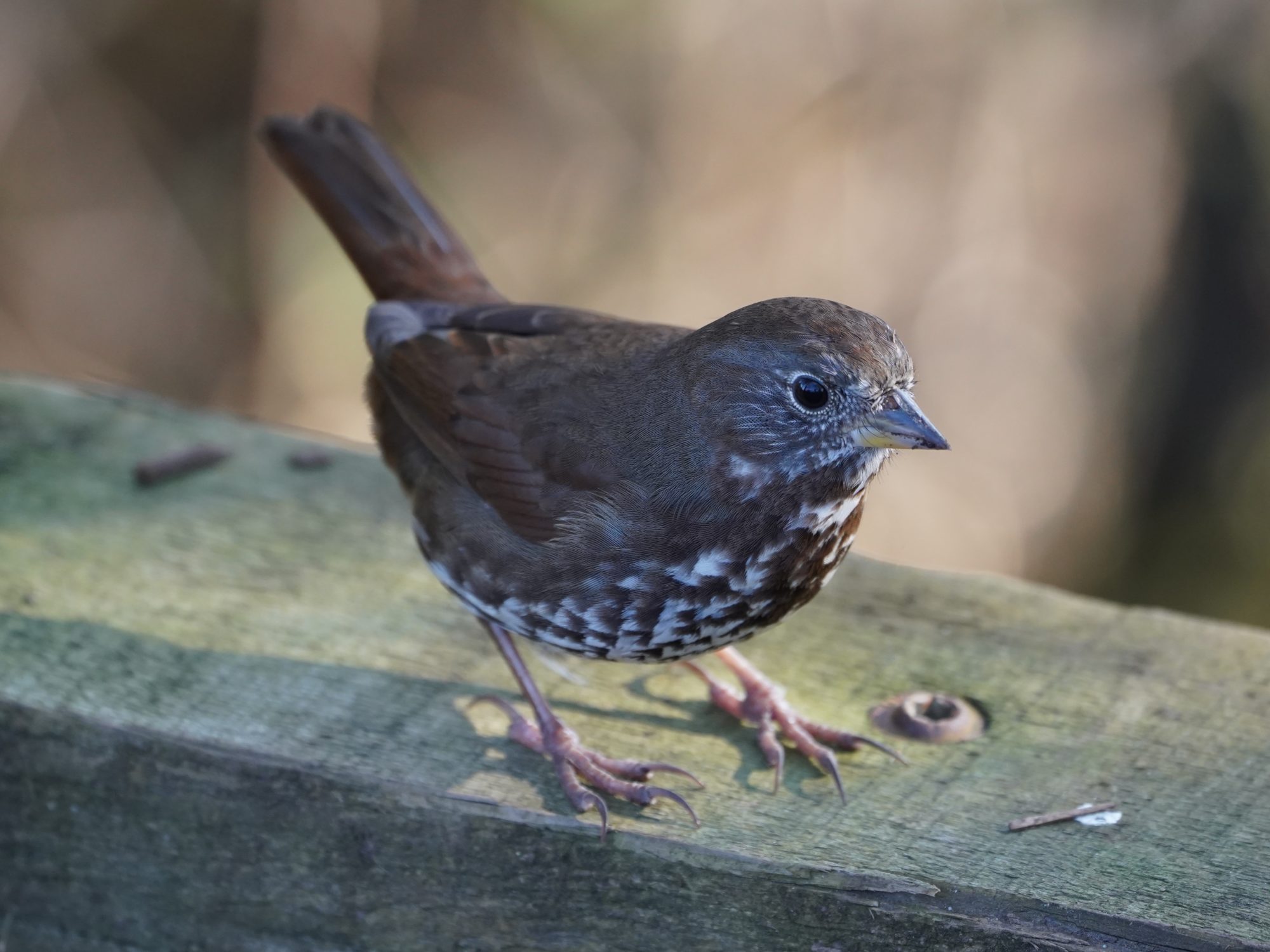 Fox Sparrow