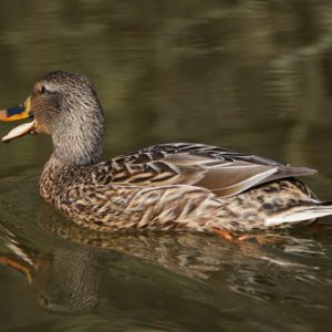 Mallard Duck