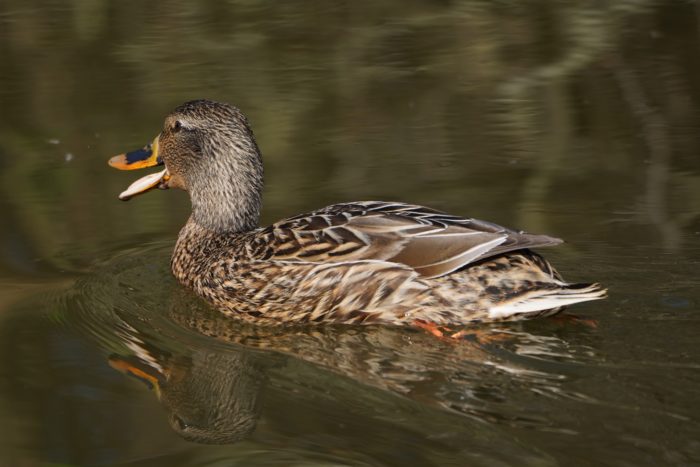 Mallard Duck