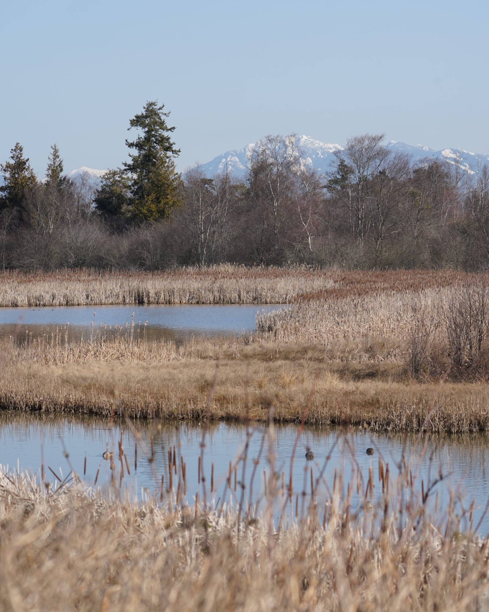 Reifel ponds