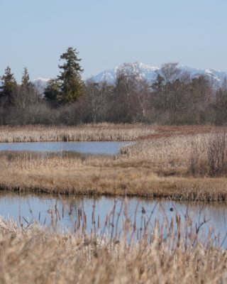Reifel ponds