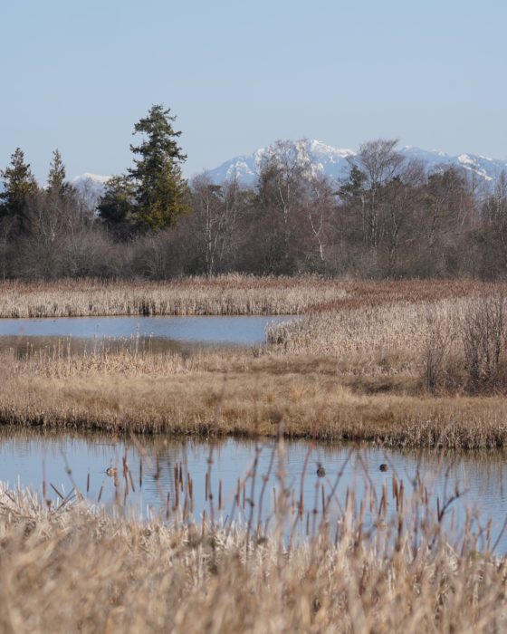 Reifel ponds