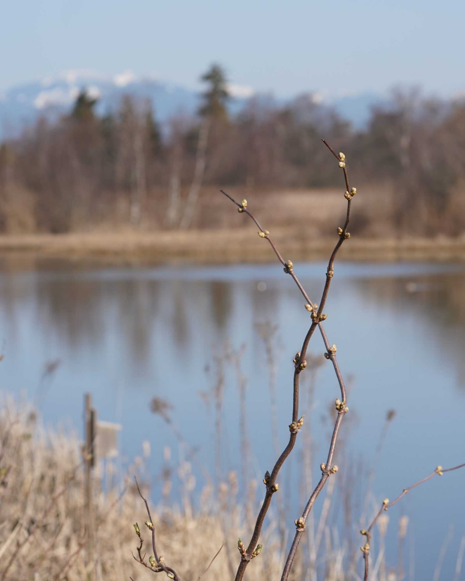 Reifel pond