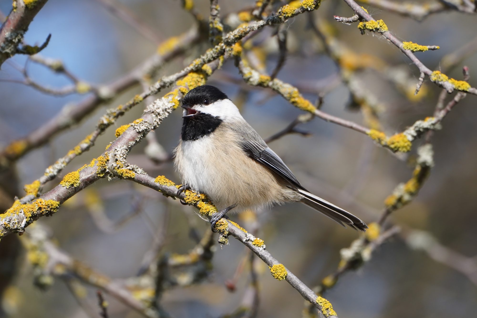 Black-capped Chickadee