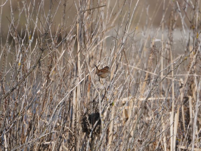 Marsh Wren