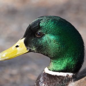 Mallard Duck