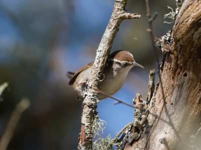 Bewick's Wren