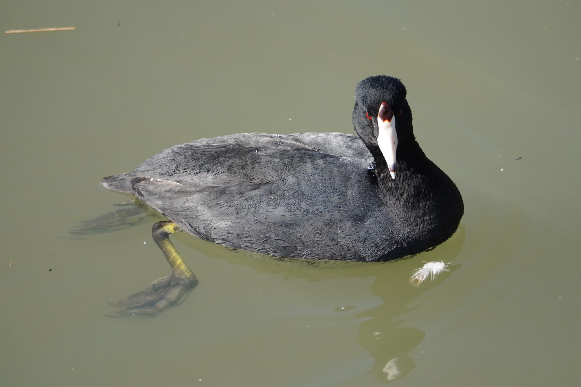 American Coot