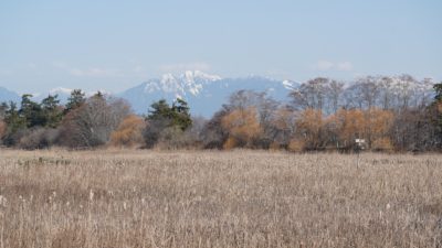 Reifel scenery