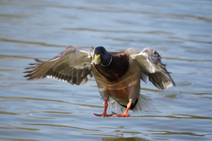 Mallard Duck