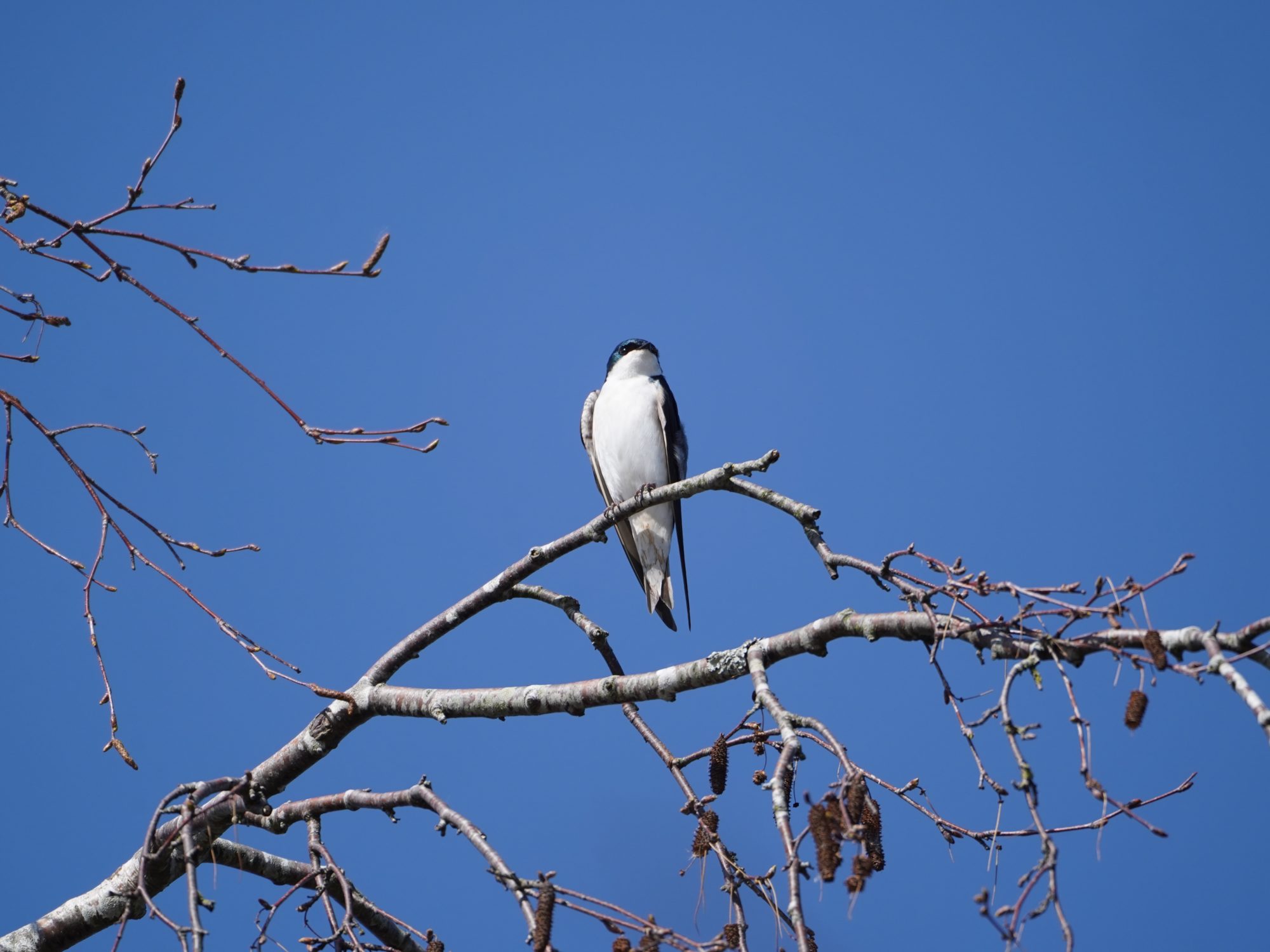 Tree Swallow