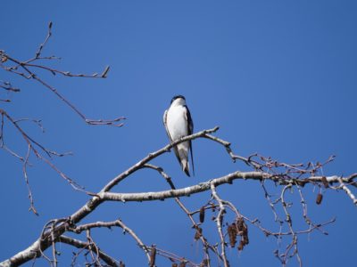 Tree Swallow