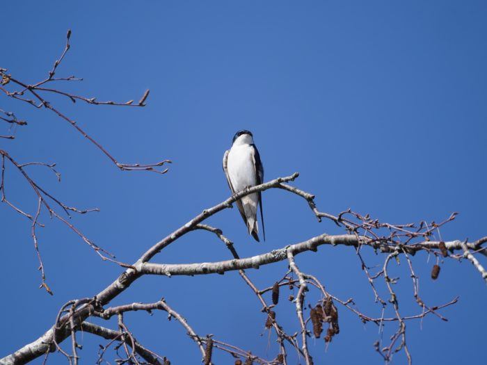 Tree Swallow