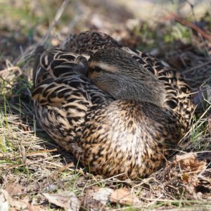 Mallard Duck