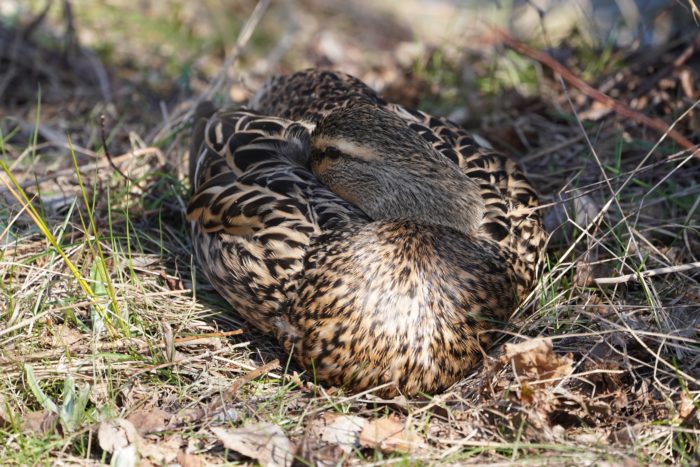 Mallard Duck