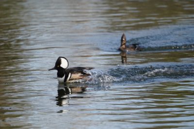 Hooded Mergansers