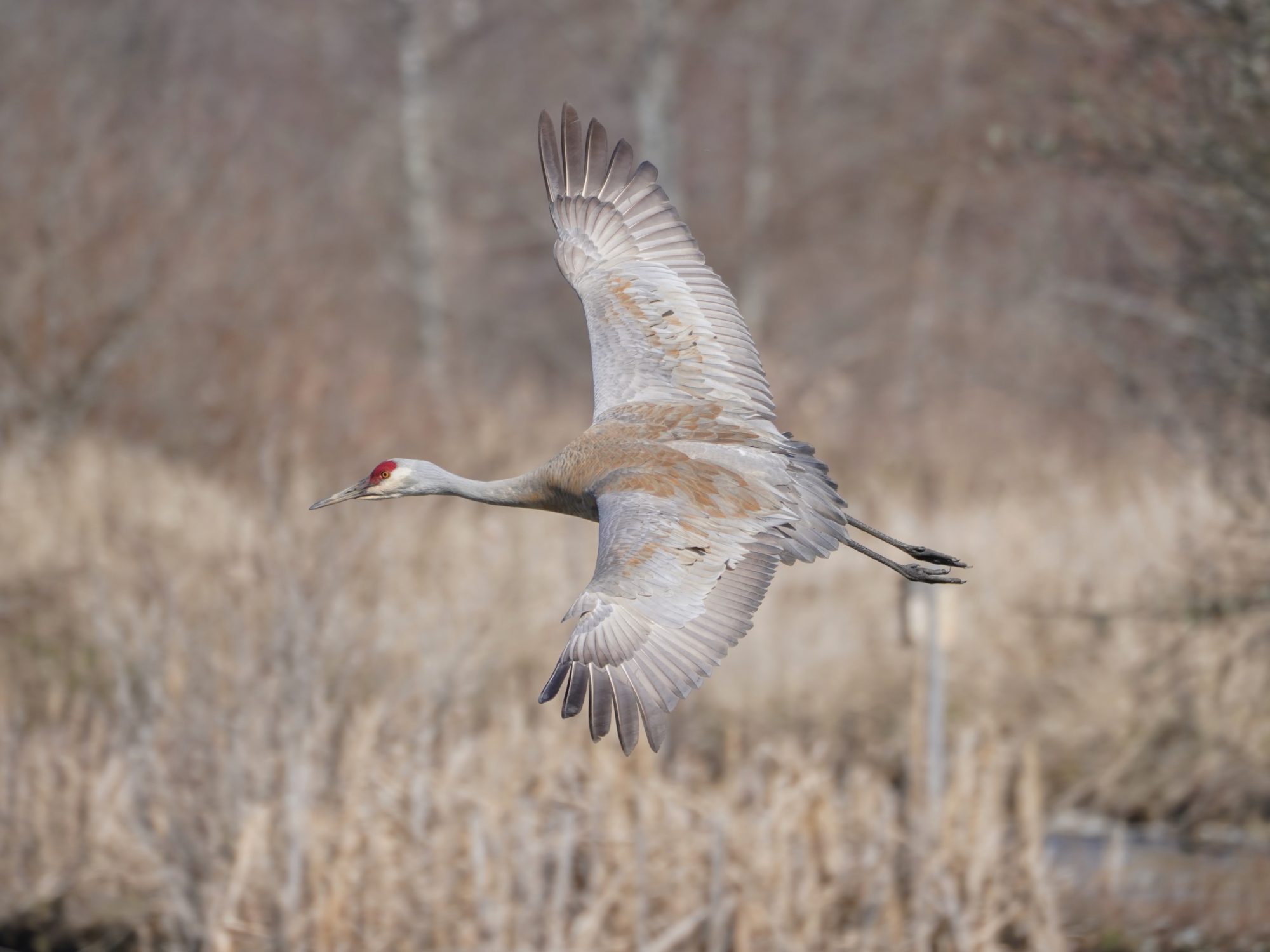 Sandhill Crane