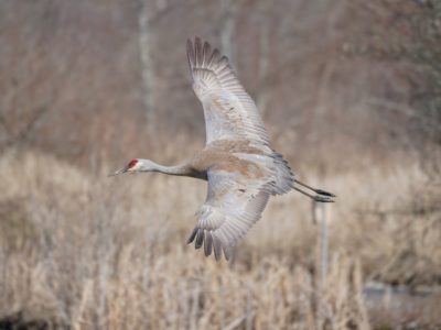 Sandhill Crane