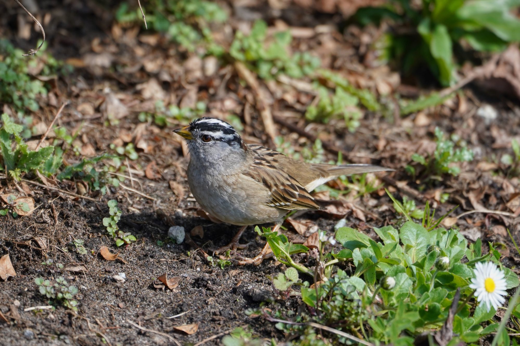 White-crowned Sparrow