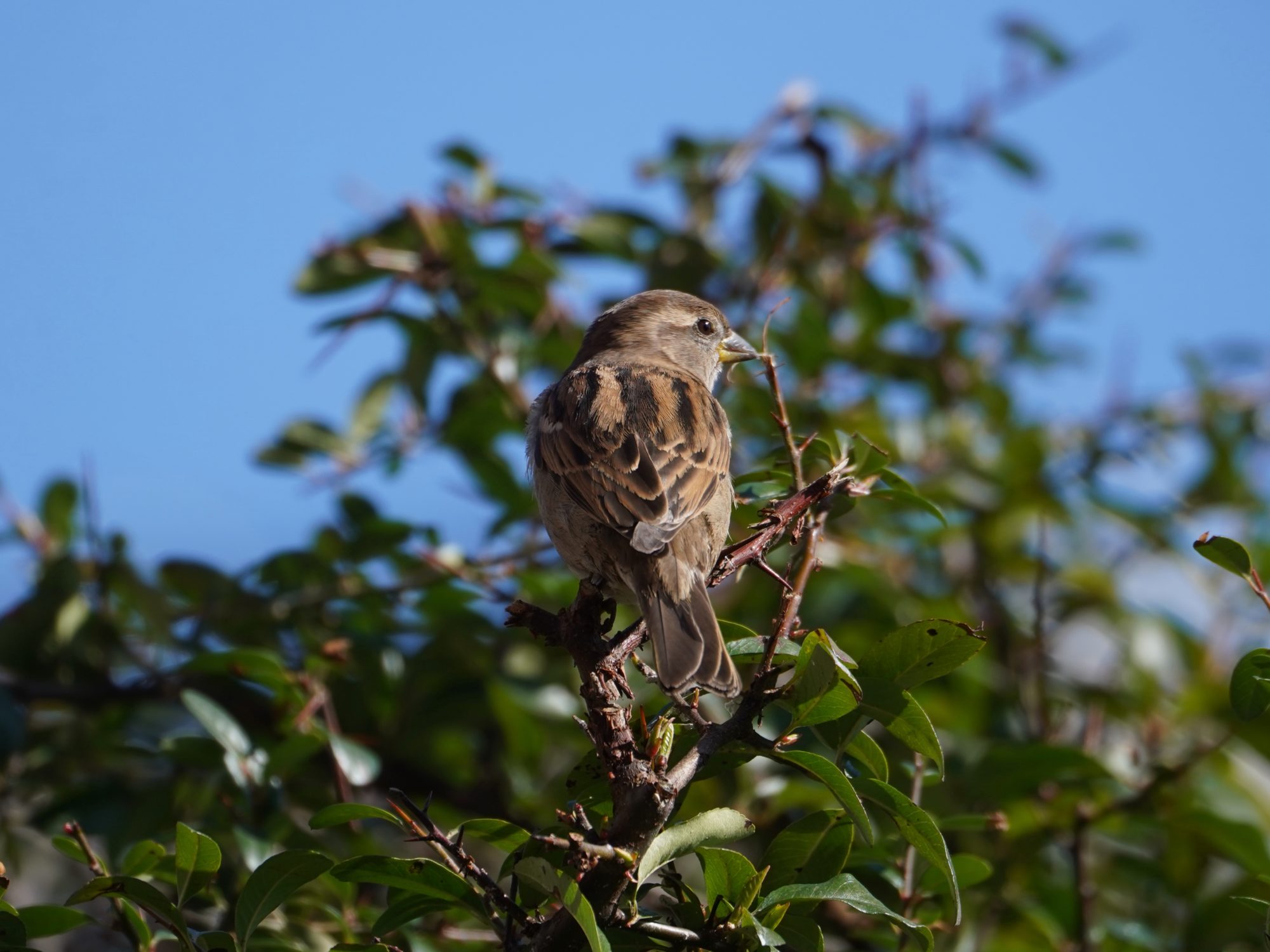 House Sparrow