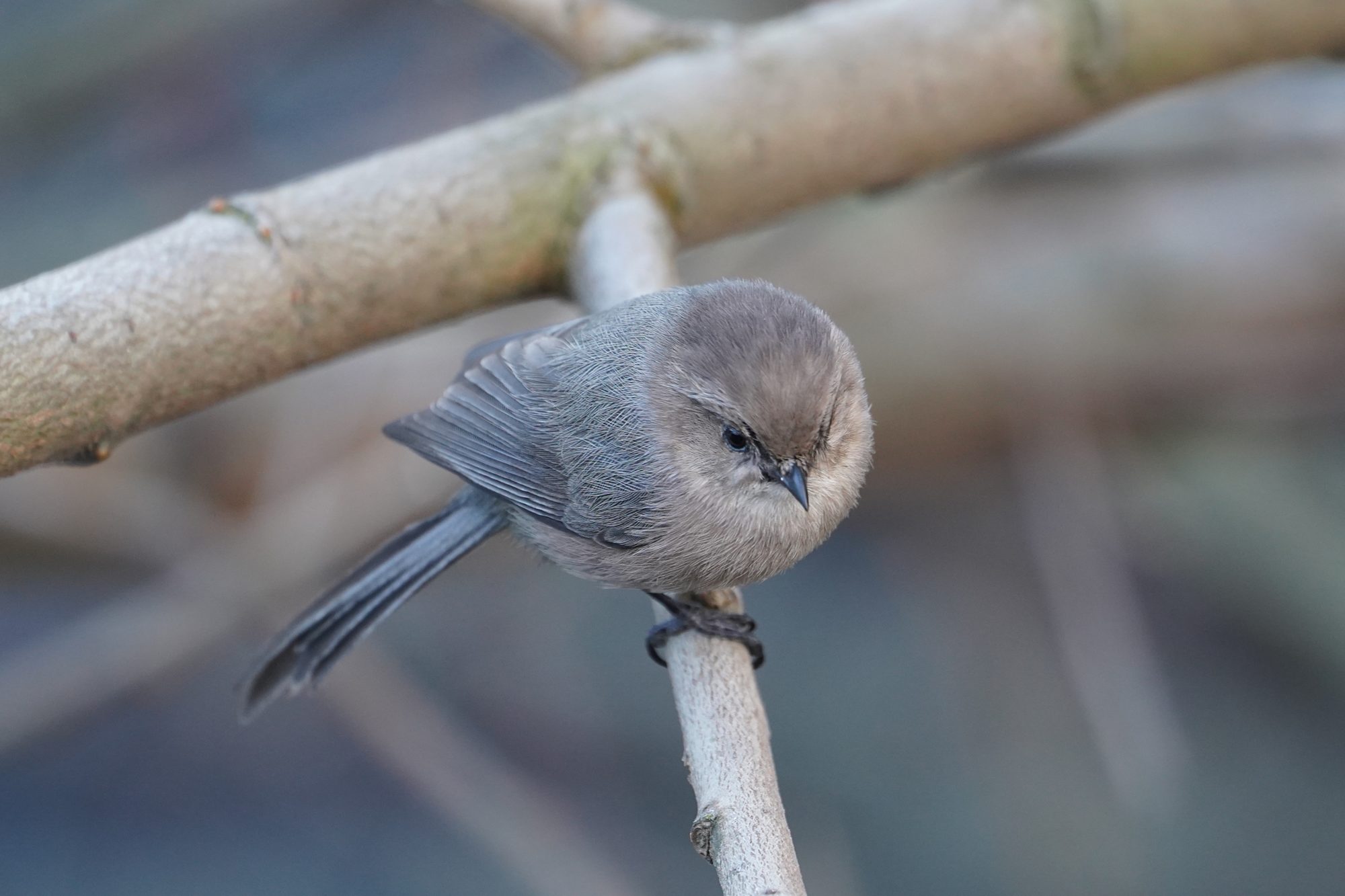 American Bushtit