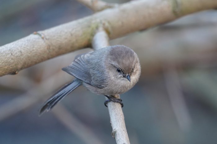 American Bushtit