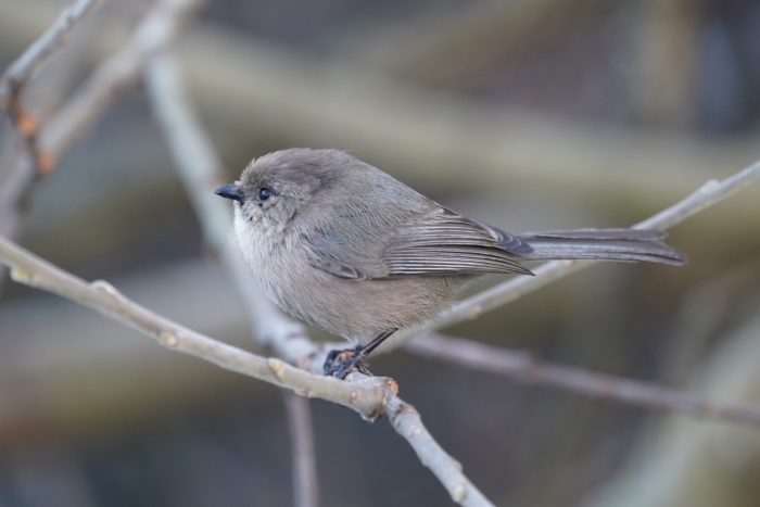 American Bushtit