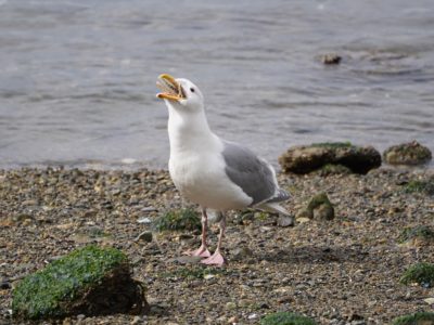 Seagull eating a starfish