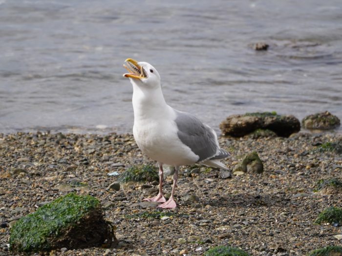 Seagull eating a starfish