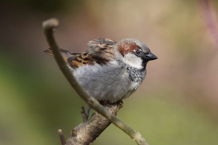 House Sparrow