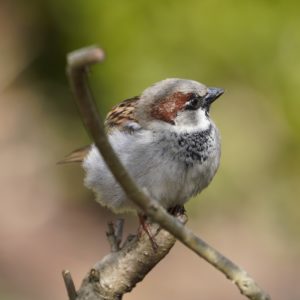House Sparrow