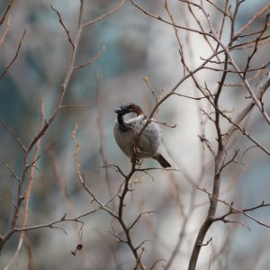 House Sparrow