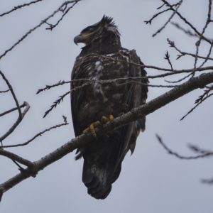 Bald Eagle