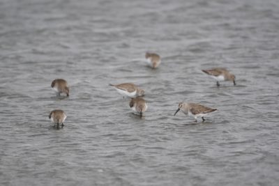 Dunlins