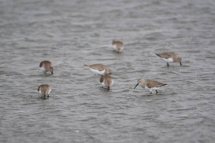Dunlins