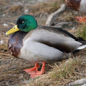 Mallard Duck