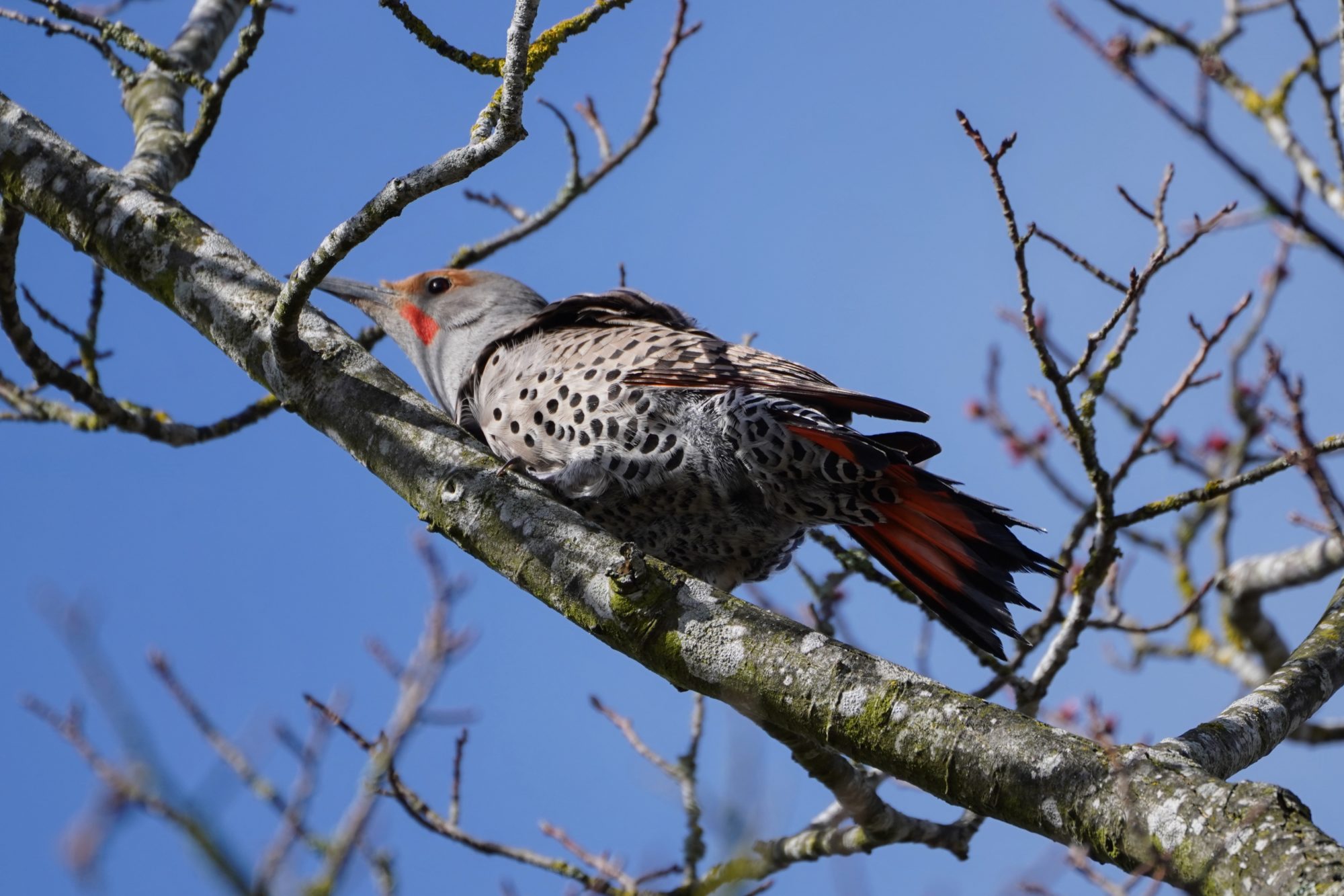 Northern Flicker